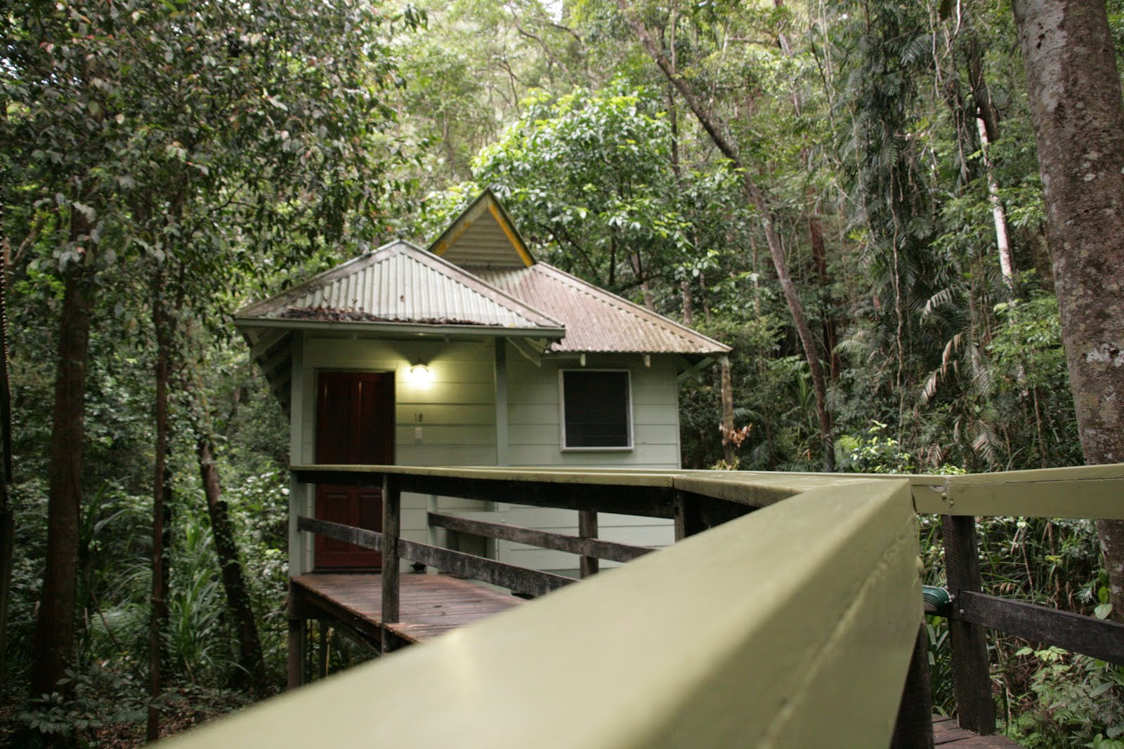 The Daintree Rainforest A Distant Mentality