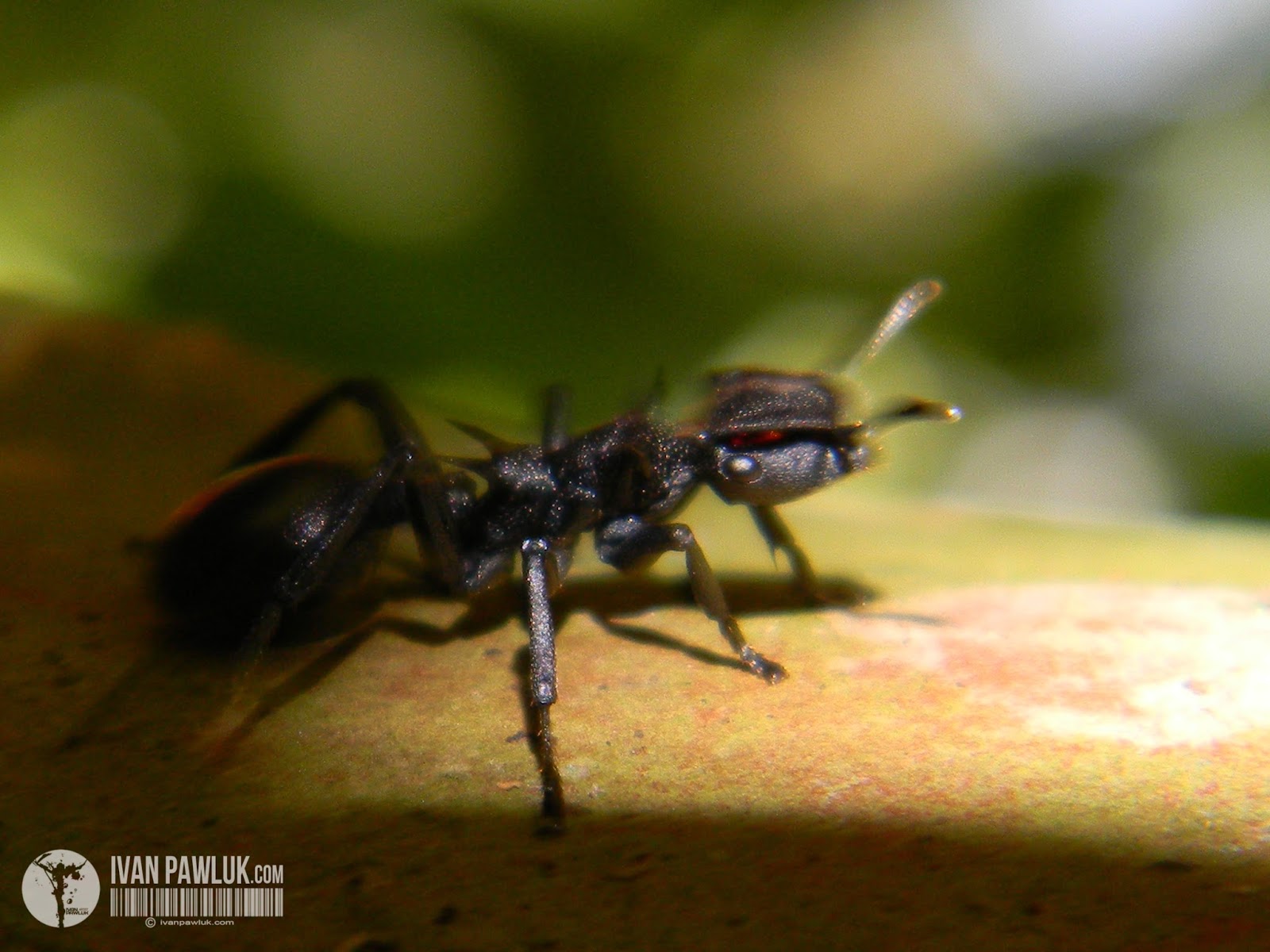 BioPhotos Ivan Pawluk Biodiversidad Cephalotes Atratus