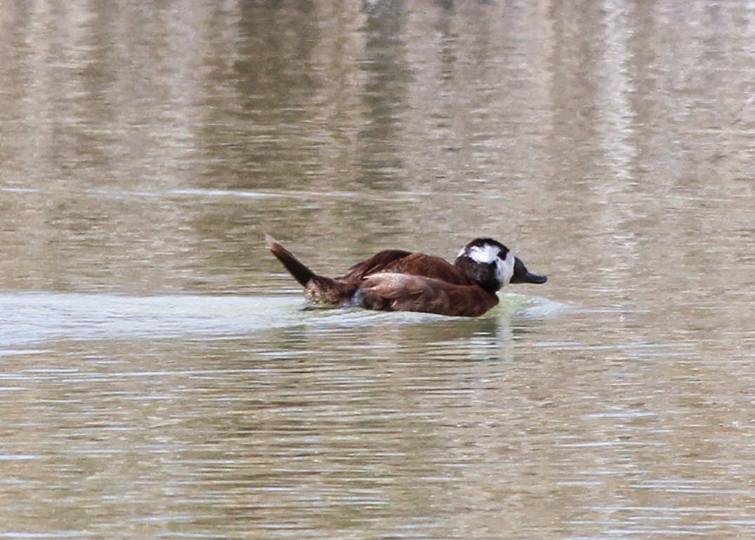 White Headed Duck, El Fondo, Spain, endangered,