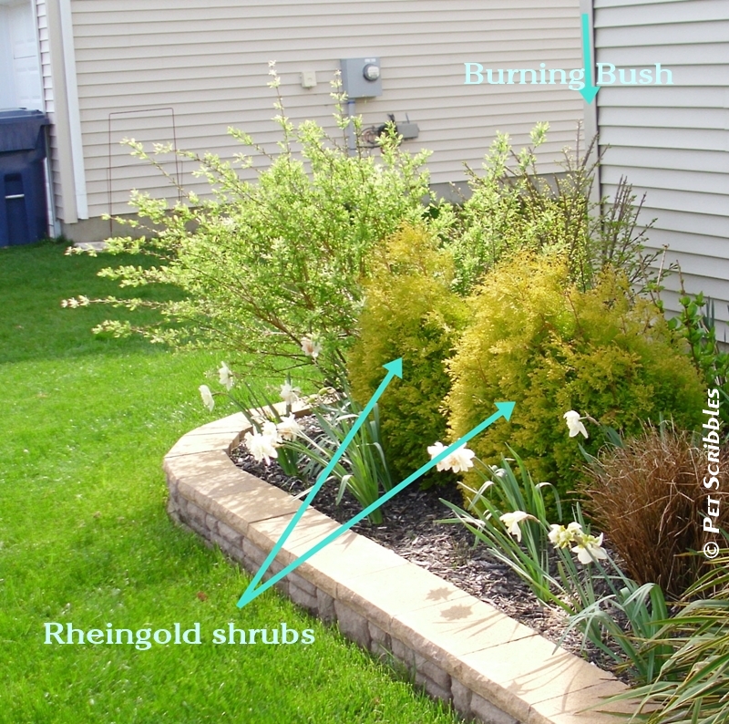 Dappled Willow Your Yard’s Wet Spot Dream!