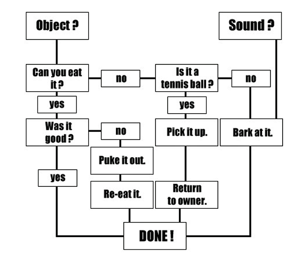 How a Dog's Brain Works