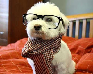 hipster-dog.jpg