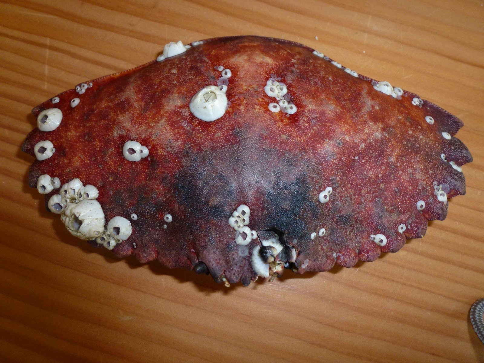 which is not an example of one sided symbiotic relationship