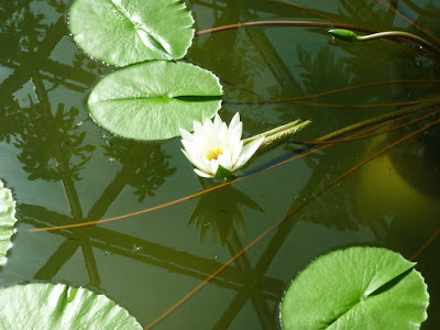 Shinjuku Gyoen