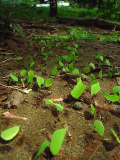 450px Leafcutter ants transporting leaves