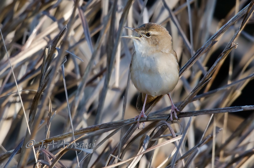 Buscarla unicolor, Locustella luscinioides, Savi´s Warbler Buscarla unicolor, Locustella luscinioides, Savi´s Warbler