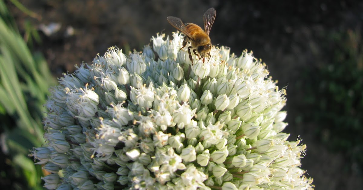 Clomid for sale online