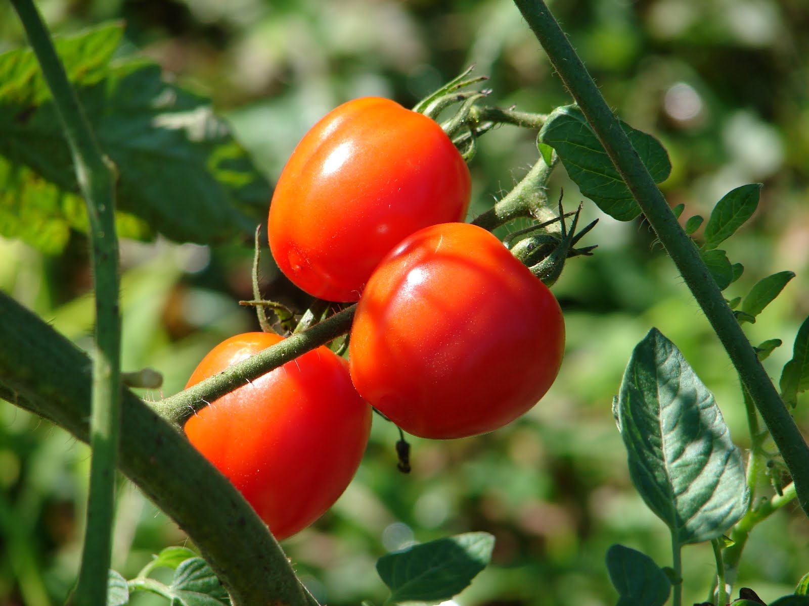 One Love Farm Tomatoberry