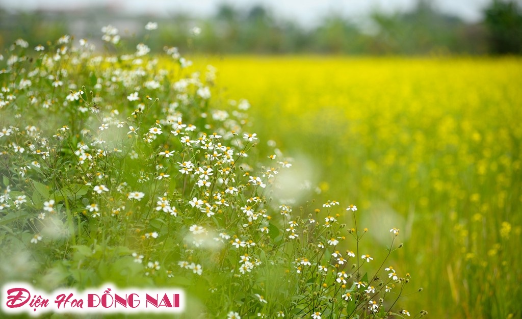 [Image: Ruc-ro-sac-vang-mua-hoa-cai-o-Ha-Noi-9.jpg]