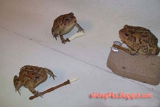 Teenage Mutant Ninja Frog