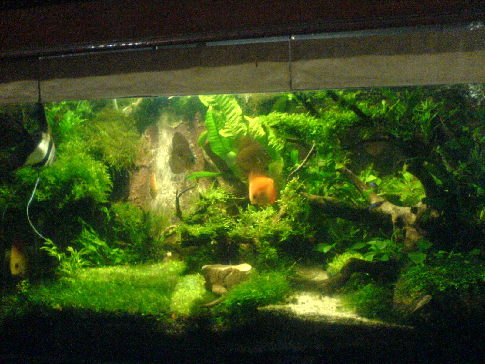 Belajar Aquascape Pemula Membuat Air Terjun Di Aquascape