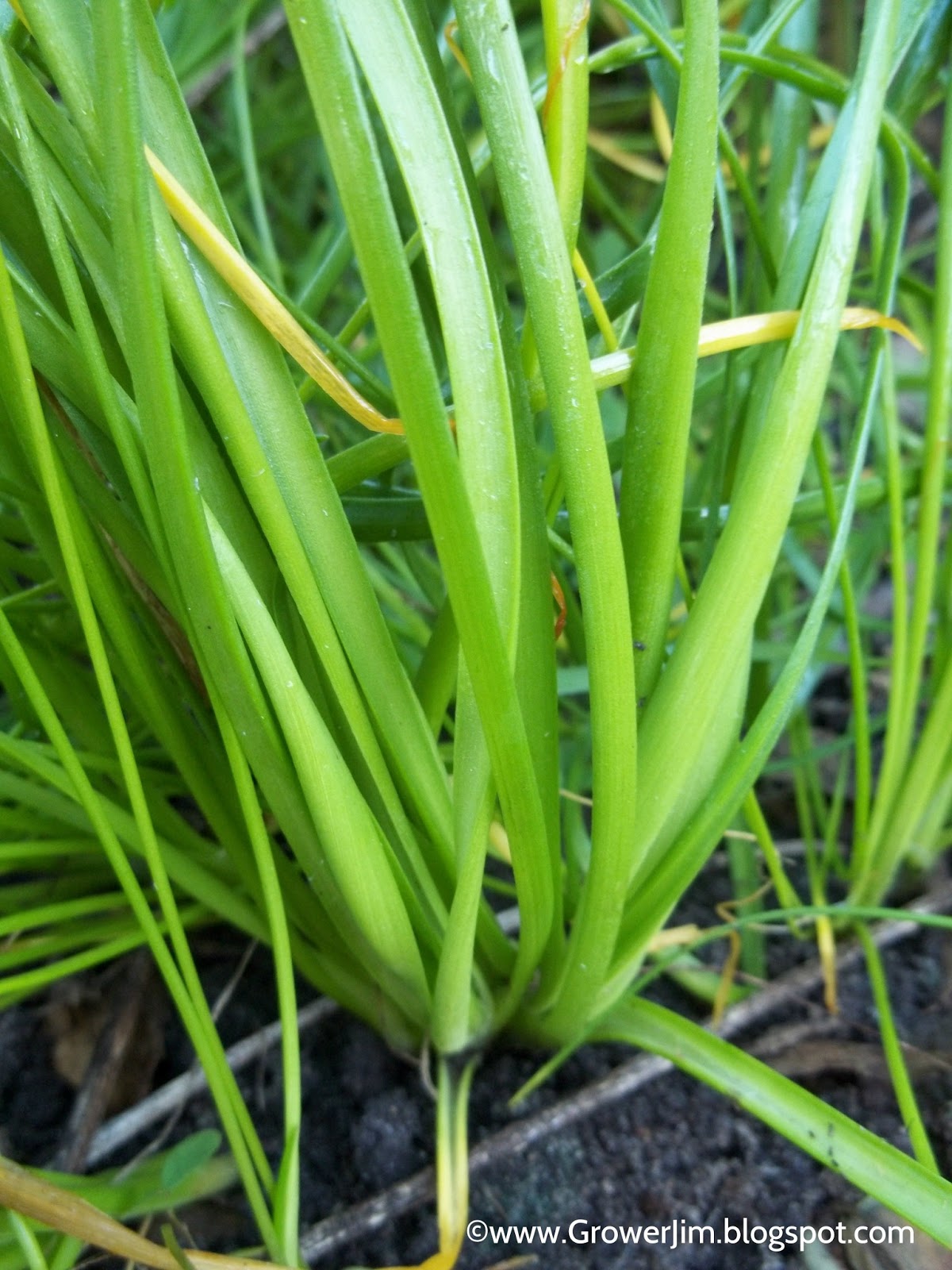 Garden Adventures Allium canadense (wild onion)