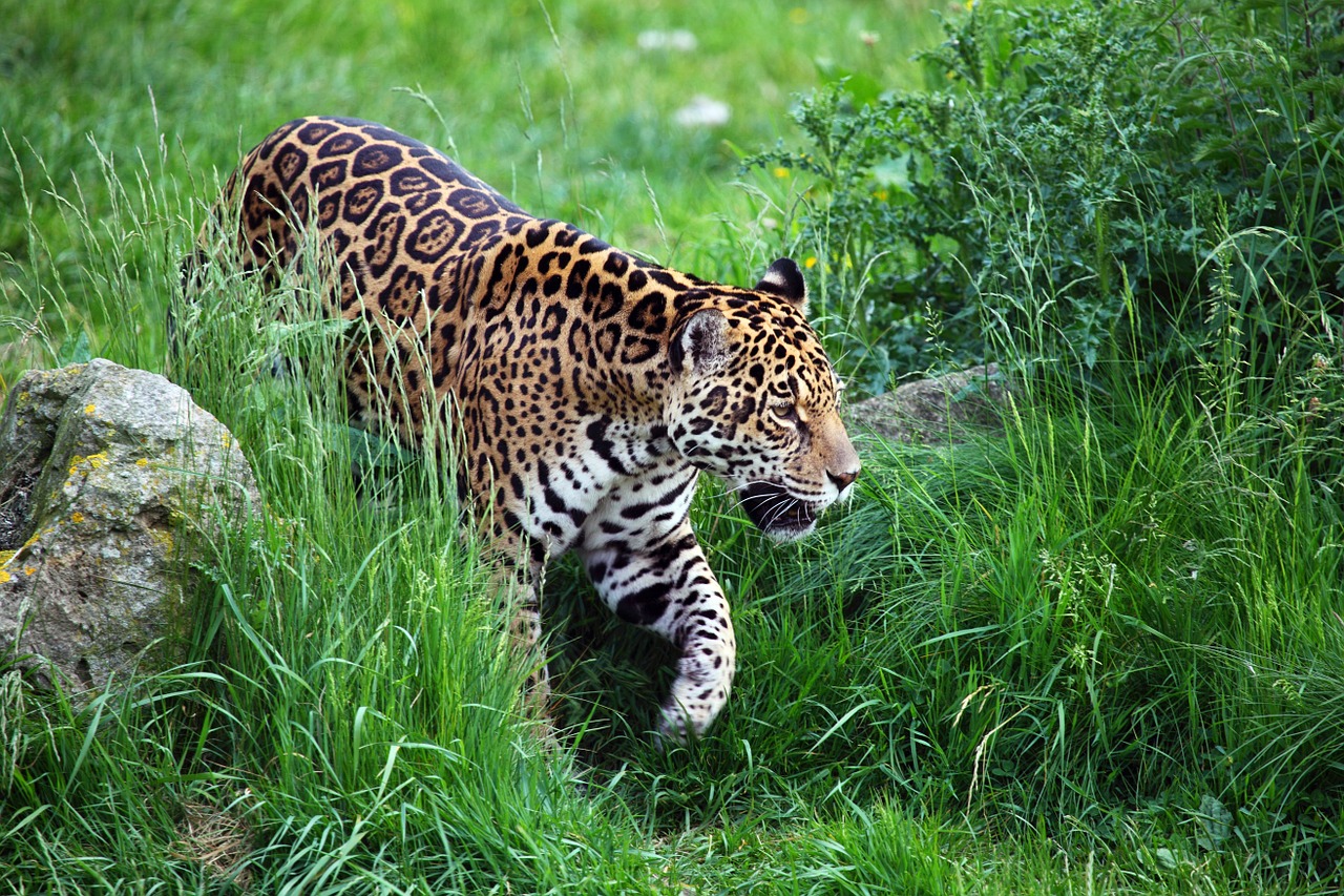 foto de leopardo para imprimir foto de leopardo para imprimir
