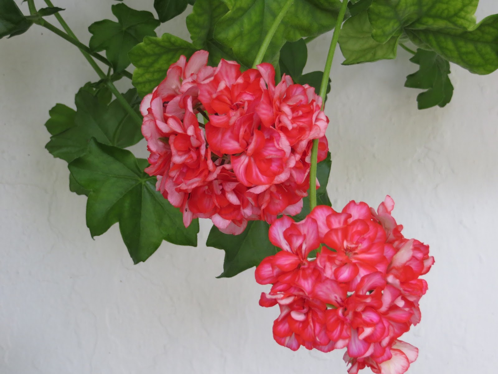 CPR.BEMBEZAR: LOS PATIOS DE CÉSPEDES