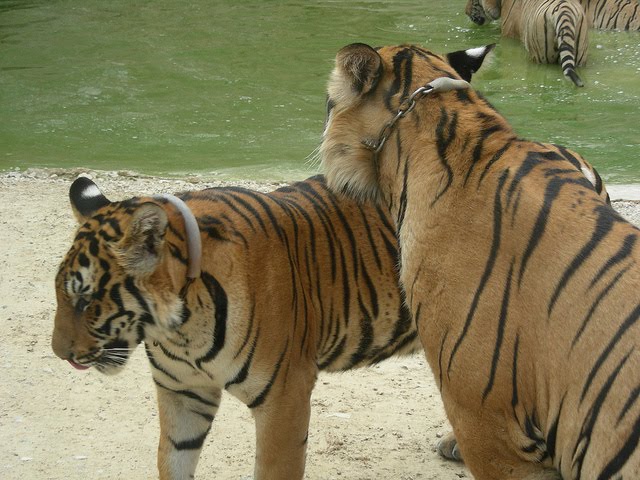 tigers lifespan