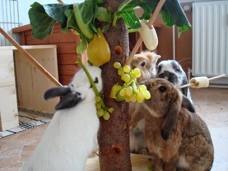 tawsi nin dunyasi tavsanlar icin evde yasam ve oyun alani 2