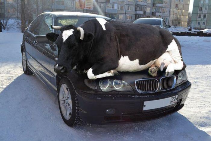 VACA,ANIMAL,ENGRAÇADO