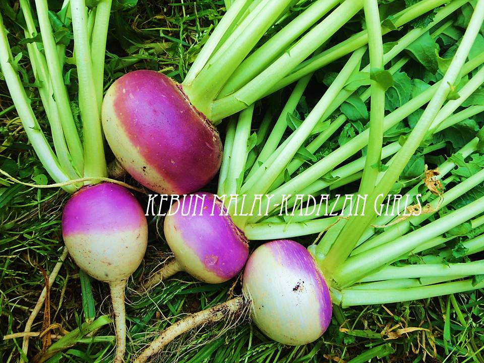 Kebun MalayKadazan girls Purple Top Turnip