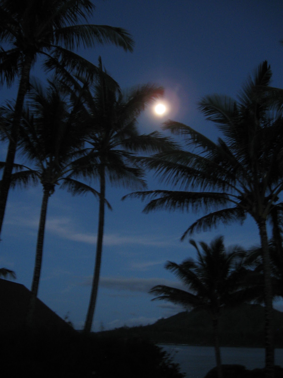 Palm tree full moon Shooting From The Hip