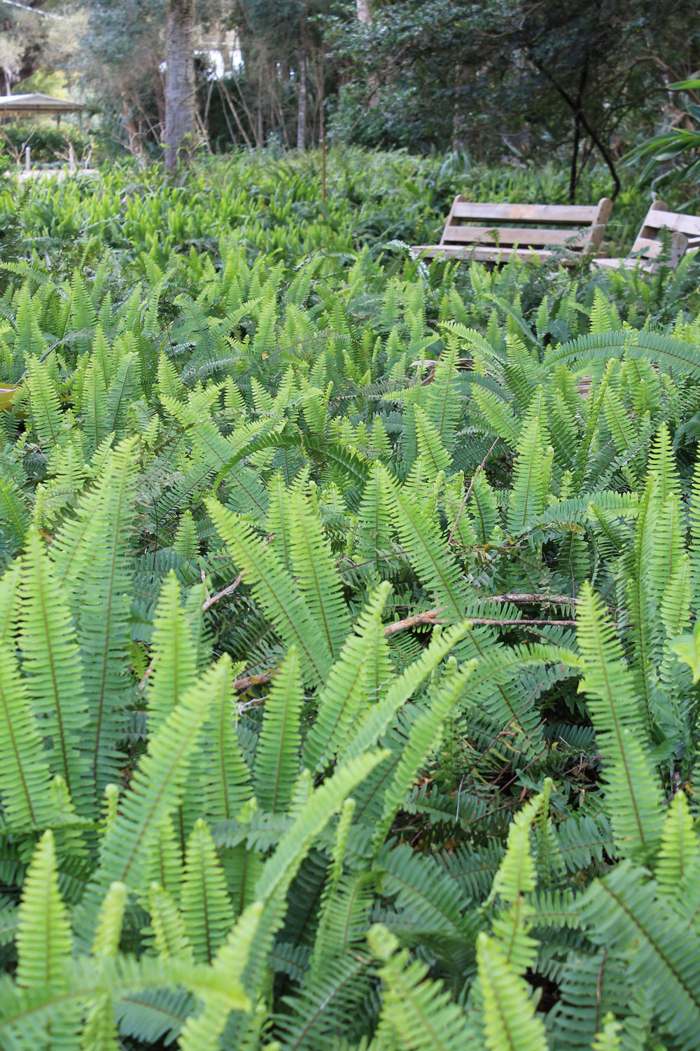 Soft Caress Mahonia Mobile Wallpapers