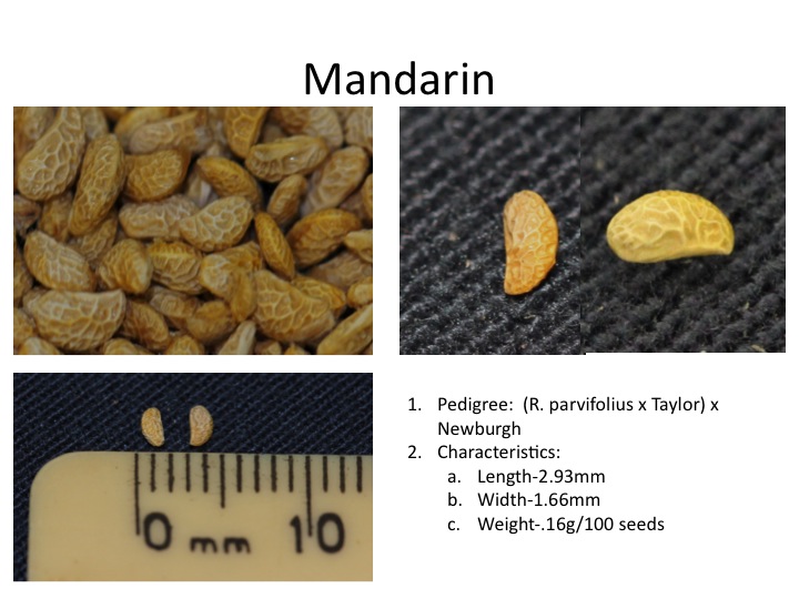 Team Rubus Raspberry Seed Morphology