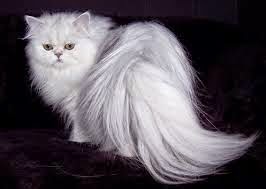 Daftar Harga Kucing Persia Dan Anggora Januari 2014 Info Pets