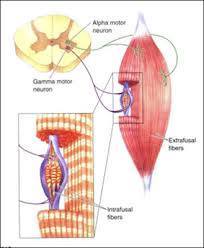 Hiperactividad neuronal