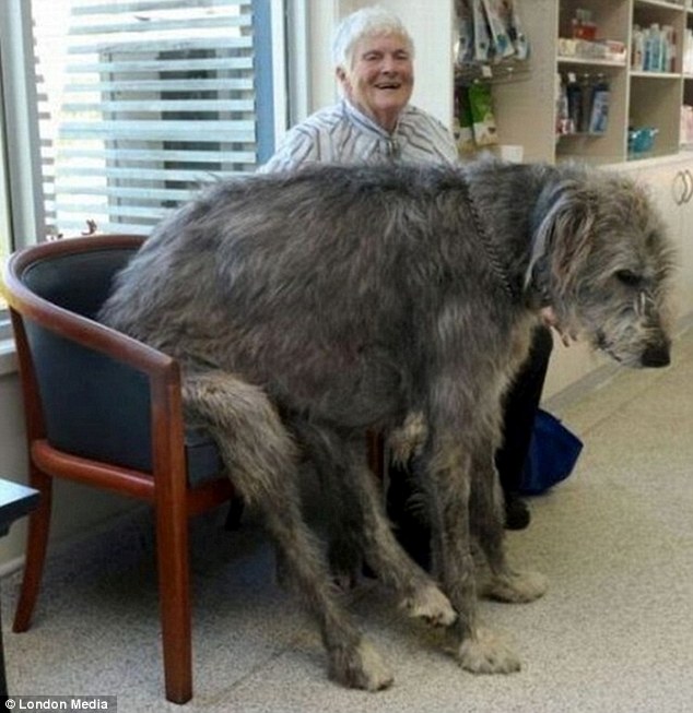 Dog Bed For Irish Wolfhound Dog Bed For Irish Wolfhound