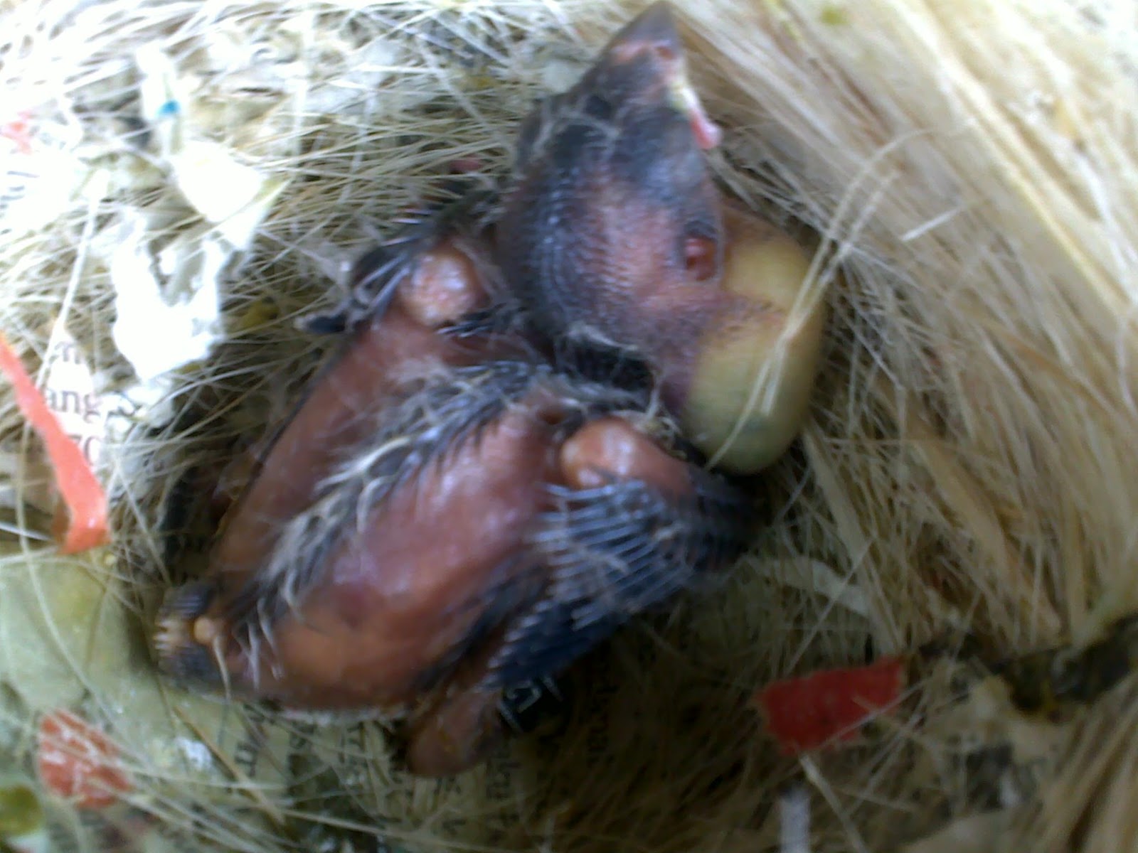 Gambar Anakan Kenari | Ternak Burung Kenary