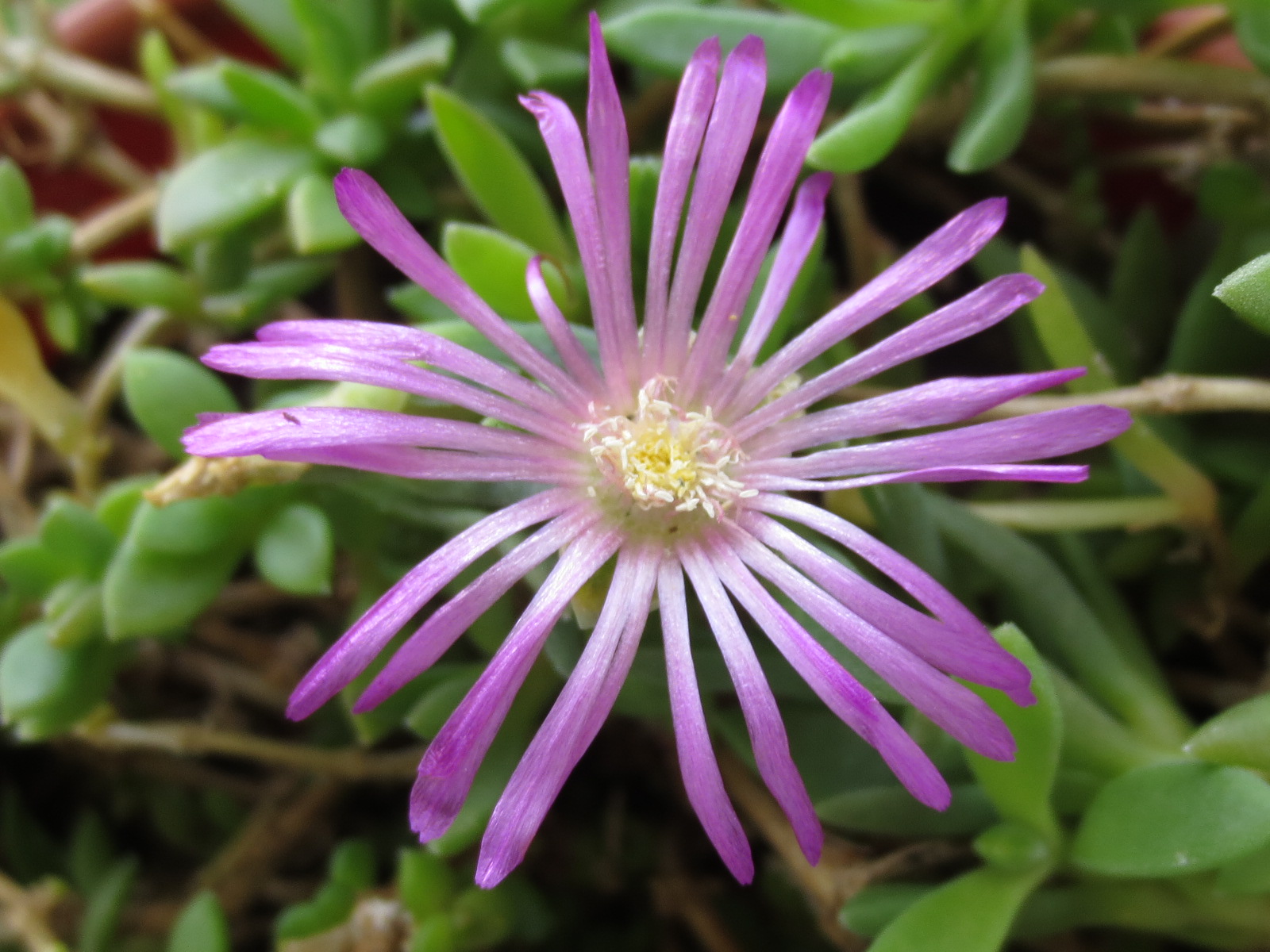 Tropical Texana ICE PLANT FOR THE HOTTEST SPOT IN MY GARDEN