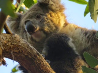 Koala precariously perched