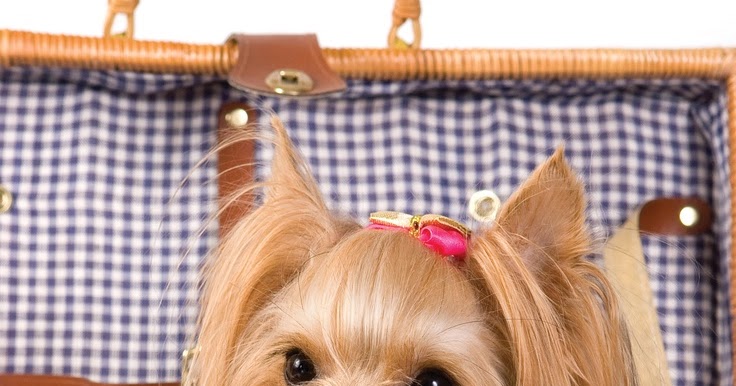 yorkie skin rash how to groom a terrier many yorkie skin rash how to groom a terrier many