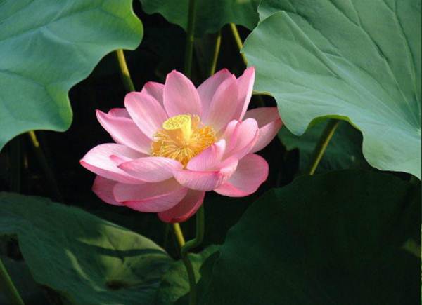 Lotus – The State Flower