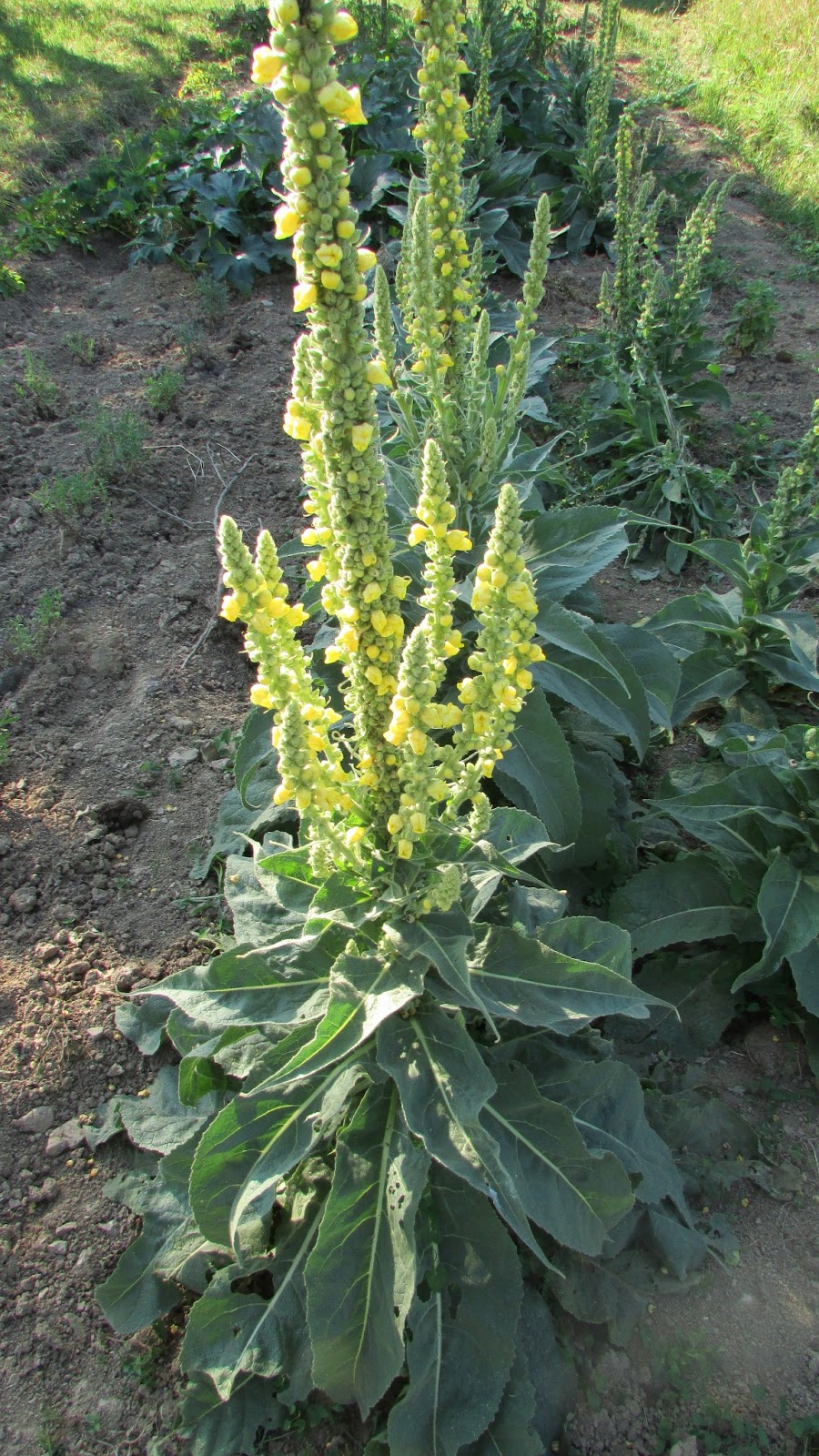 ATELIER DE DECOUVERTE DES PLANTES AROMATIQUES ET MEDICINALES DANS LE