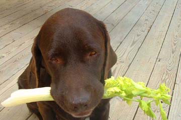 can dogs eat celery marley lola s border terrier july 2011 can dogs eat celery marley lola s border terrier july 2011