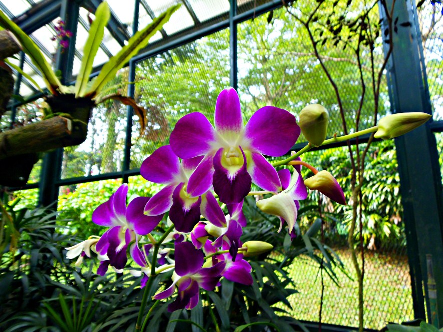 Ternyata Kebun Raya Bogor Punya Rumah Anggrek dan Orchidarium Loh