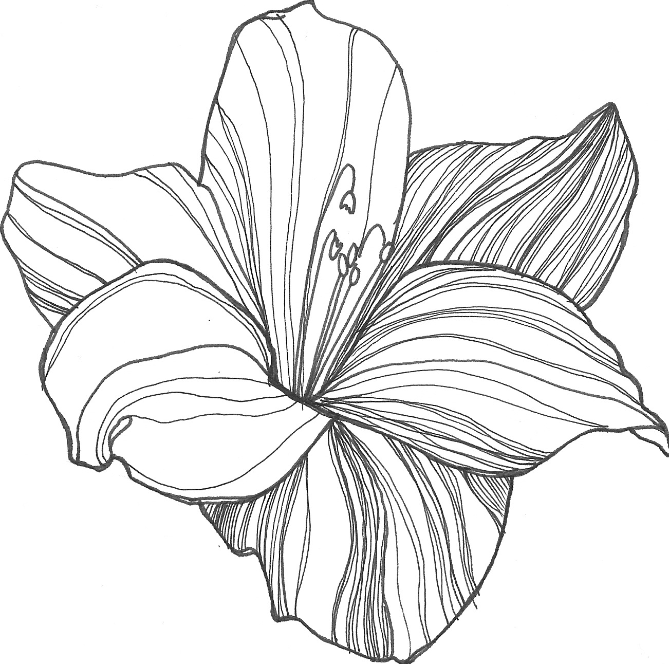 Flower Drawing Pictures | Drawing Pictures