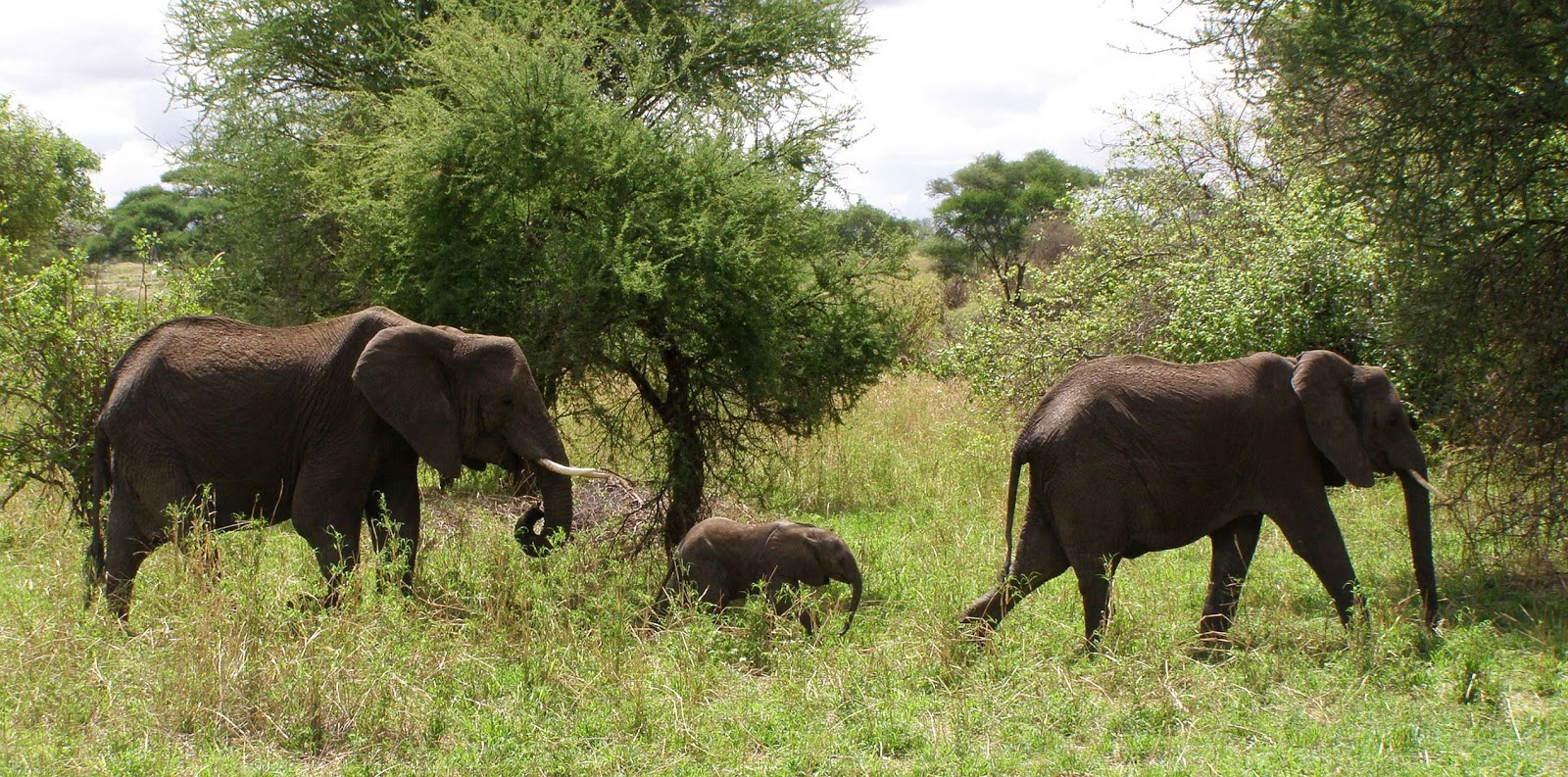 Beth Camp On the Road Elephants don't eat chicken