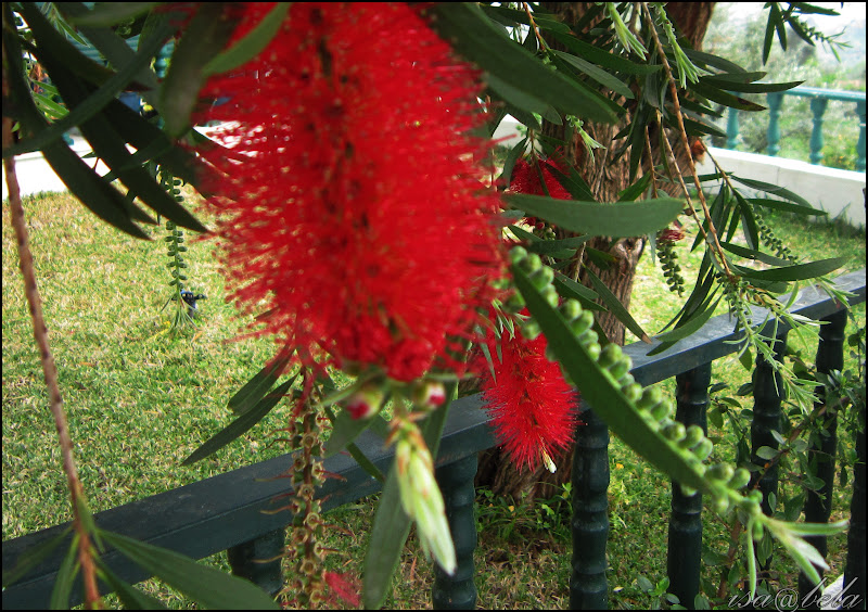 flor vermelha jardim:Um brilho de luz: Árvore de jardim com flores vermelhas flor vermelha jardim:Um brilho de luz: Árvore de jardim com flores vermelhas