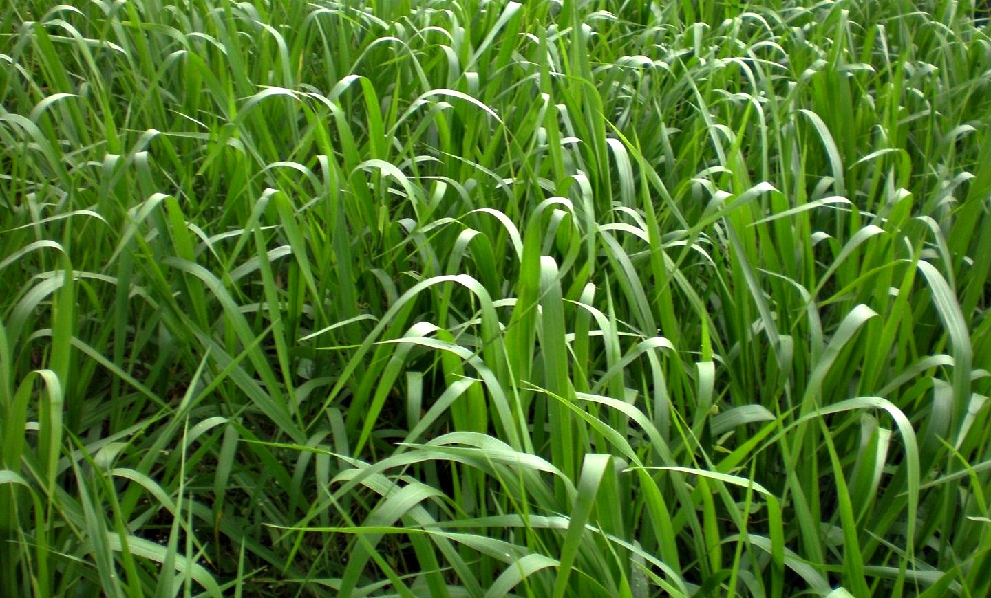 Ecossistemas Brasileiros