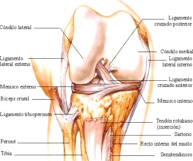 RODILLA INDICANDO SUS PARTES Partes de la rodilla anterior derecha
