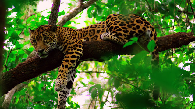 Belize Jungle Tours Jaguar