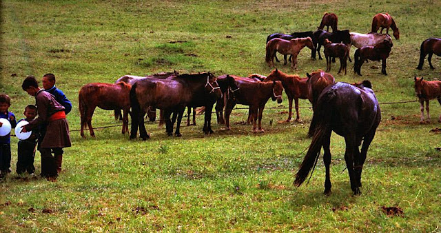 Mongolian Horses Seen On www.coolpicturegallery.us