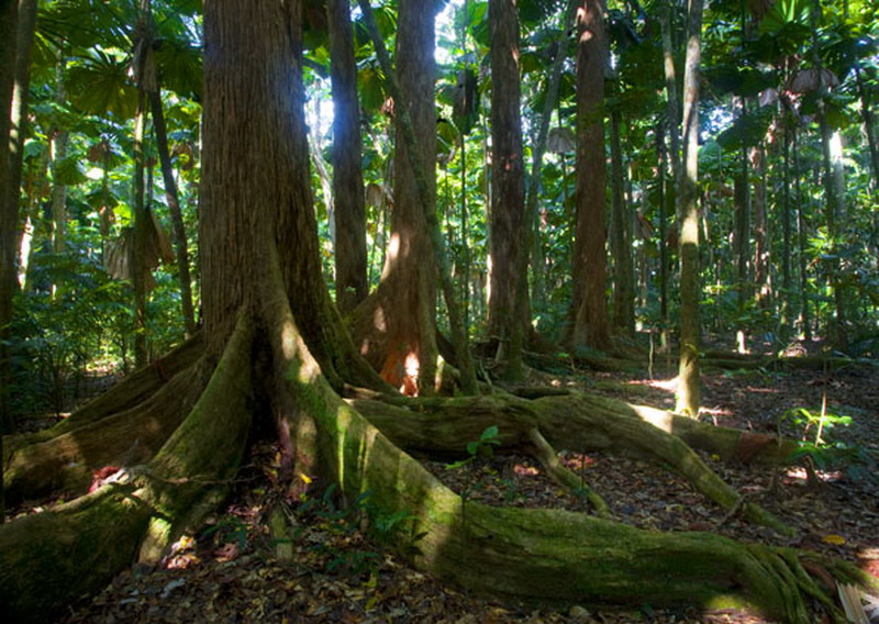 "Daintree" Rainforest.Choice Your Holiday