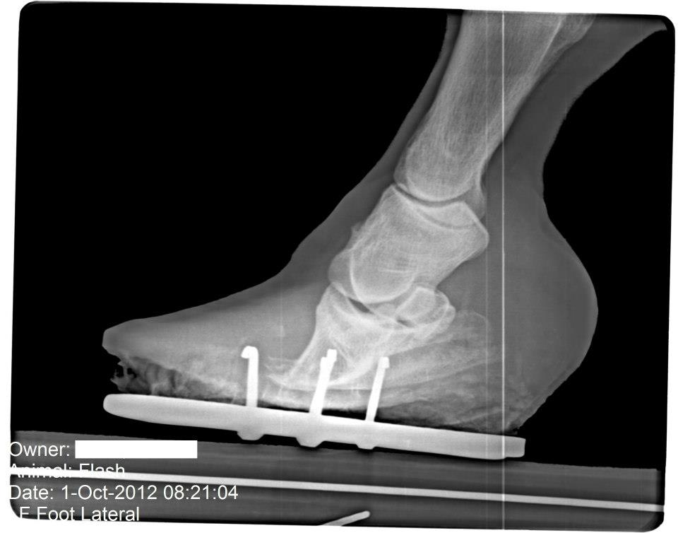 Bitless horse Science VS tradition When it rains, it pours...