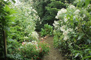 PHOTO LINKS TO OUR ORGANIC POULTRY BLOG _ CHICKENS, QUAIL & PIGEONS