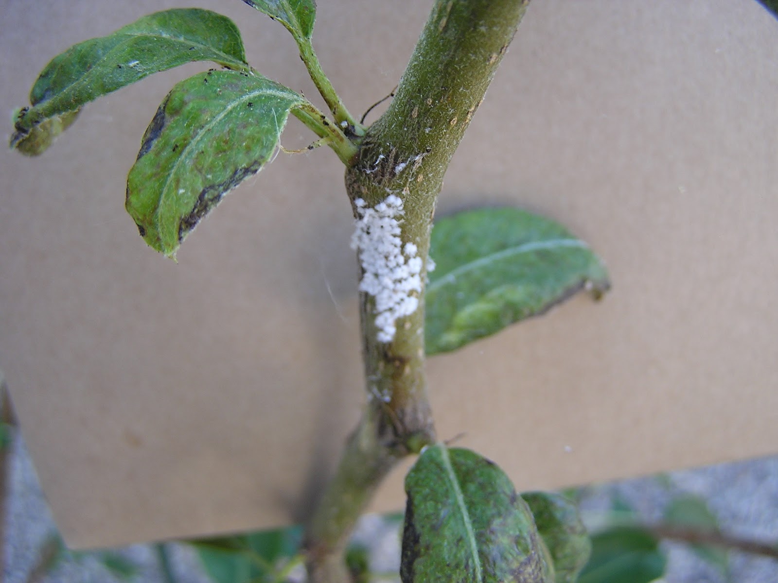 Xtremehorticulture of the Desert Another Report on White