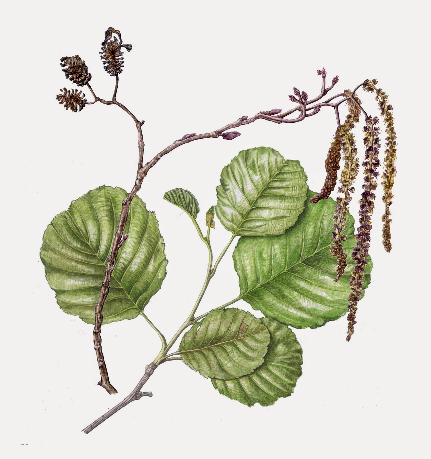 aulne+feuilles+et+fleurs.jpg