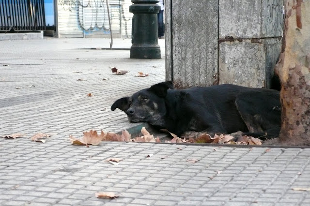 dog street santiago de chile perro callejero