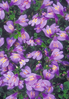 Terrassen Und Balkonbepflanzung Meine Pflanzen Fur Die Pflanzringe